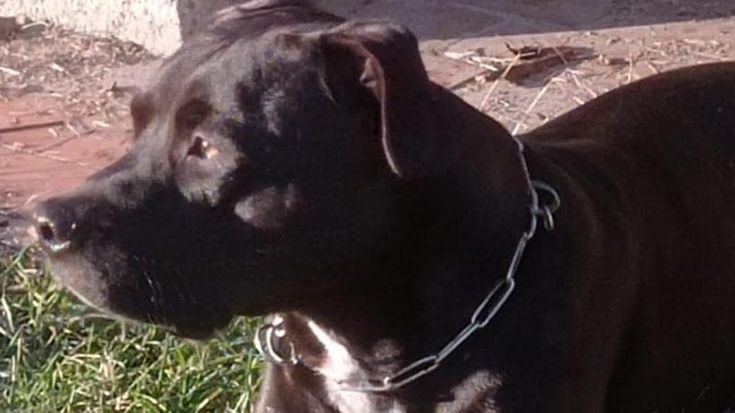 I guaiti del cane abbandonato sul balcone allarmano i vicini: arrivano i carabinieri e trovano 1kg di hashish nel frigo