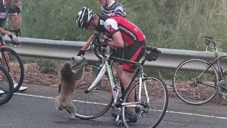 Australia, il koala è assetato: il ciclista gli offre da bere