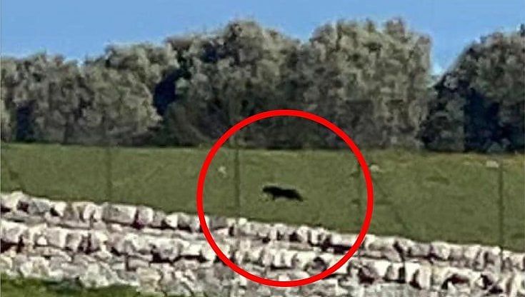 Pantera in libertà in Puglia, il nuovo avvistamento è nel Salento: "Un grosso felino ha attraversato la strada"