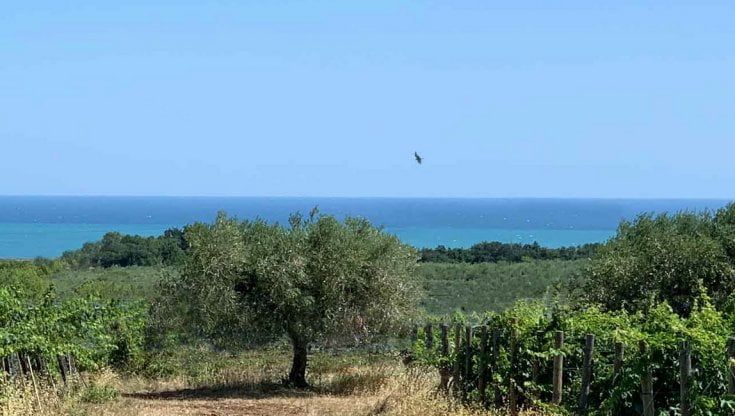A Vasto, con vista sui trabocchi, ecco la cantina Fontefico: vitigni autoctoni, vigne bio e ricerca dei cru