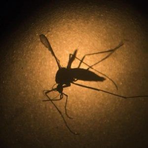 Un caso di Zika a Bologna: disinfestazione in centro
