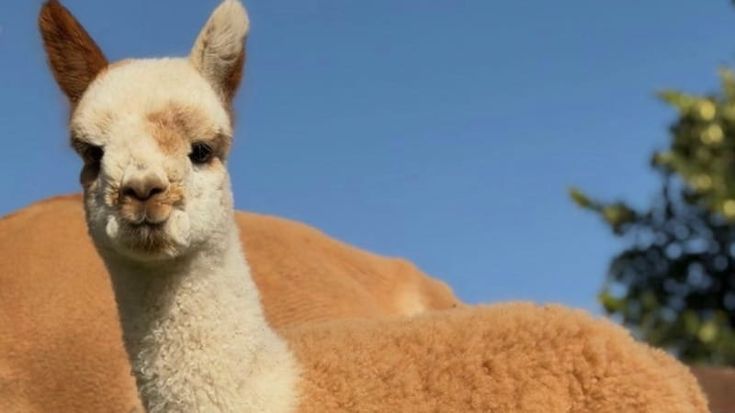 Da un prato per gli alpaca all’acqua ai vigili: così il caldo accresce la solidarietà