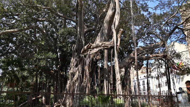 Una rete sui rami secchi per mettere in sicurezza il ficus di piazza Marina