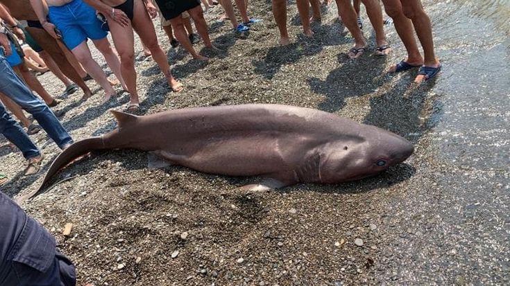Sapri, squalo capopiatto morto in spiaggia