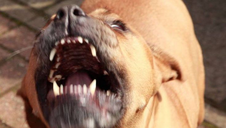 Fidenza, cane azzanna una ragazza: proprietario dell'animale denunciato per lesioni