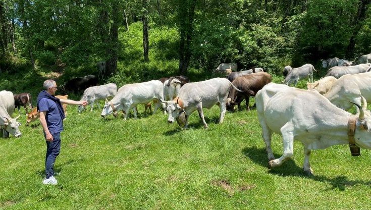  Lo spettacolo della transumanza: a Cuccaro Vetere la festa in montagna con i pastori