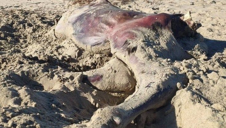Paestum, la strage dei bufalini: "Uccisi perché non servono alla produzione di mozzarella"