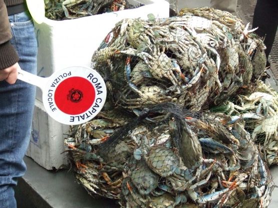 Esquilino, sequestrata una tonnellata di pesce avariato tra i banchi del mercato