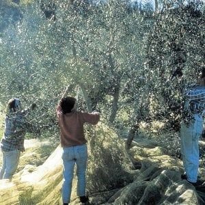 Jobs Act, governo vara la stretta sui voucher: obbligo di comunicazione preventiva per i datori di lavoro