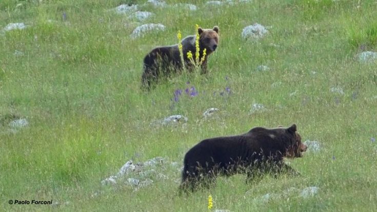 Tre orsi e uno zoologo: la magia del Parco Nazionale d'Abruzzo, Lazio e Molise