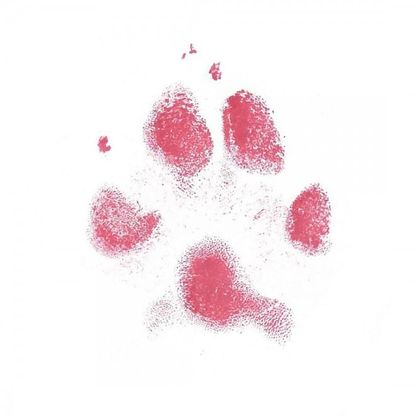  Marito e moglie si separano, lei dimentica il cane. Che conquista i social