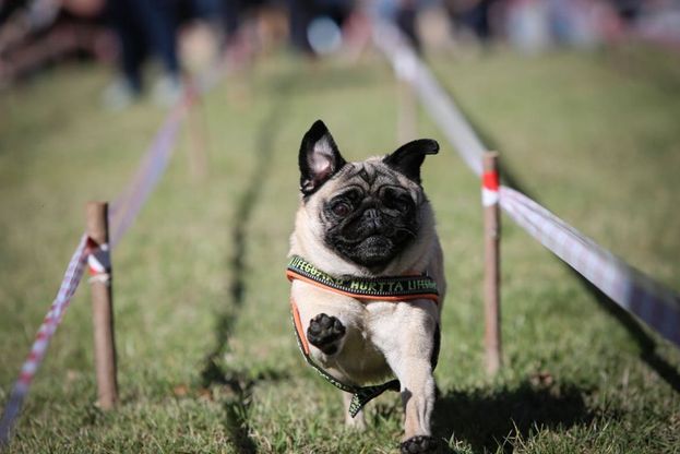 Le Olimpiadi del cane carlino, in duecento a Livorno per le Ugopiadi