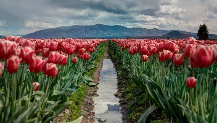 Clima, stiamo cambiando persino il colore dei fiori