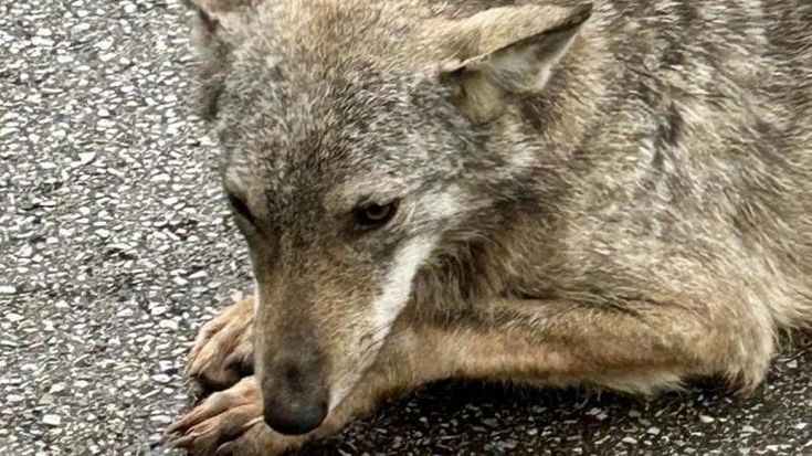 Montale, poliziotto salva un cucciolo di lupo ferito