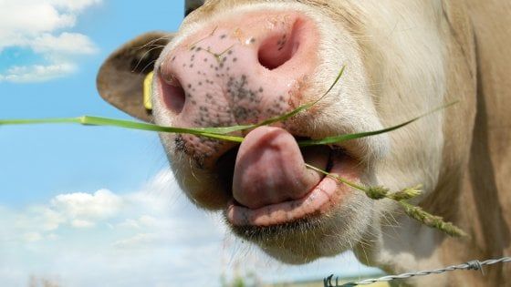 Carne sì, ma più sana: riapriamo le stalle e ripristiniamo i pascoli