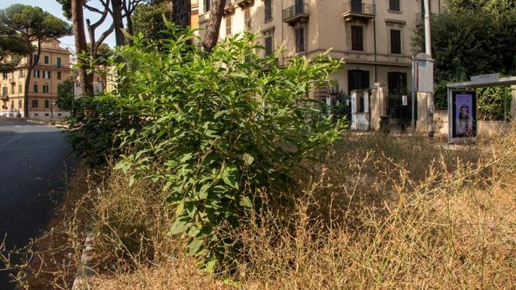 Dai Parioli alla Tiburtina, marciapiedi invasi dai rovi e dalle erbacce
