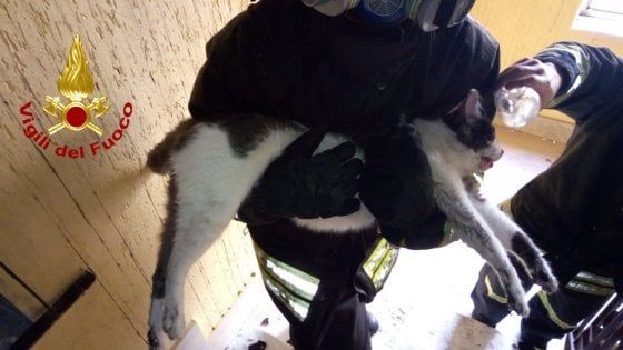 I vigili del fuoco salvano (anche) un gatto da un incendio rianimandolo con l'ossigeno