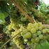 Le Langhe si ribellano ai caporali del Barolo: 