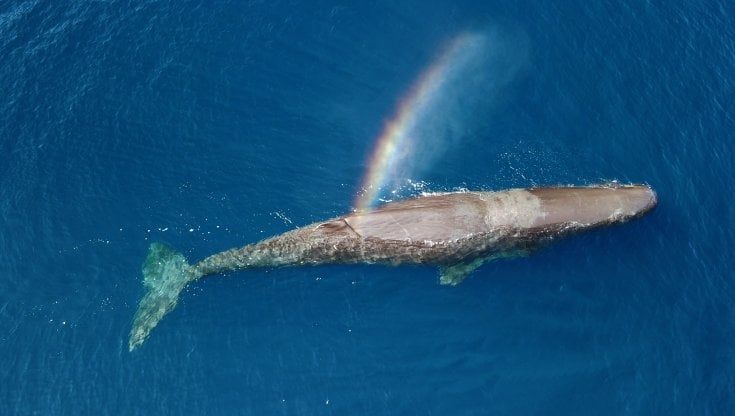 Un drone sul mare per salvare le balene