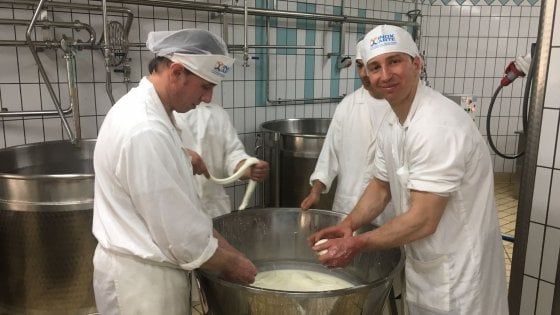 Bologna, il caseificio è in carcere: i detenuti fanno la mozzarella