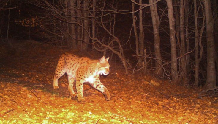 Albania. Nel parco nazionale dove vivono le ultime linci balcaniche