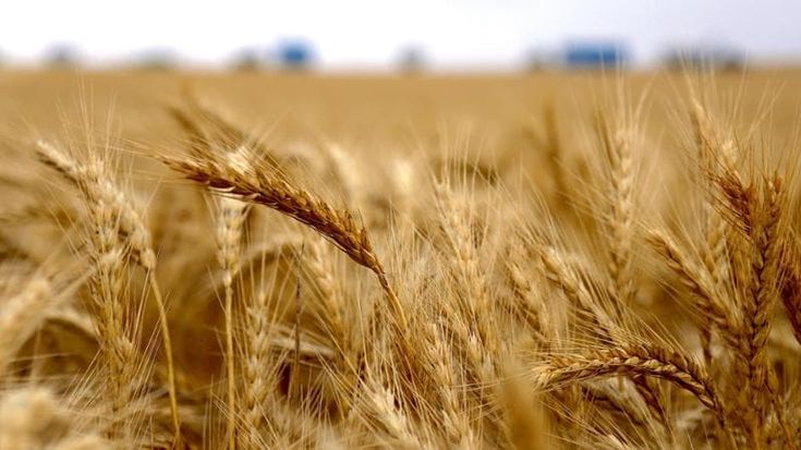 Campi a tutta finanza: boom del credito per le imprese agricole