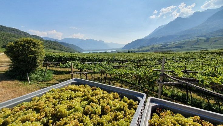 Vendemmia 2021: la forza della vite contro i cambiamenti climatici. Cosa aspettarsi