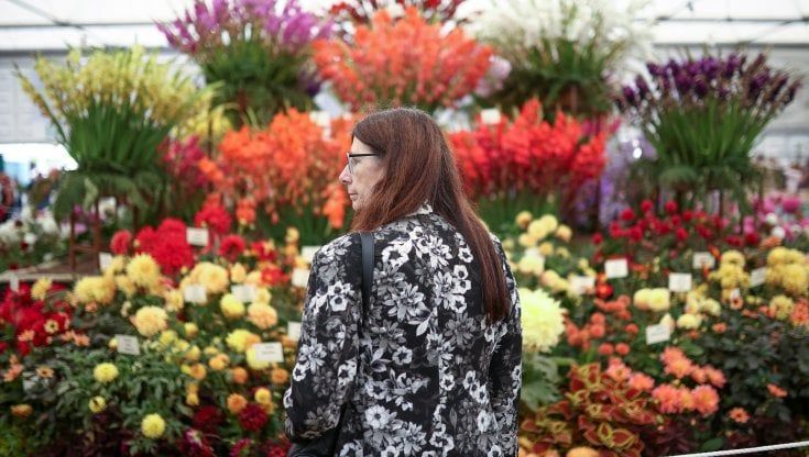Crisi energetica, i fiori d’Africa invadono l’Olanda