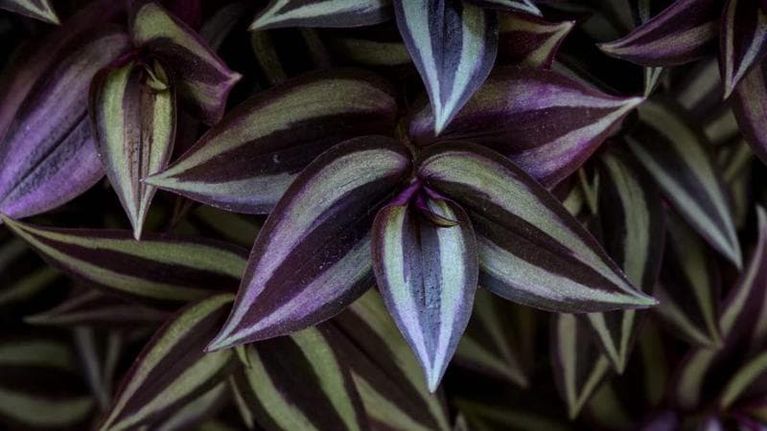 Tradescantia zebrina: coltivazione, cura e annaffiatura