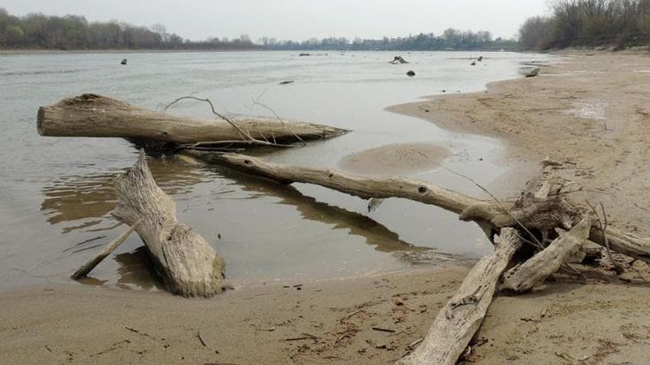 Il Delta del Po in agonia per la siccità. Muoiono tonnellate di cozze e vongole