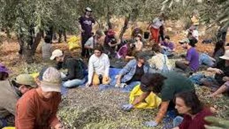Cisgiordania, gli ulivi vietati agli israeliani che aiutano i palestinesi, ma non a chi li attacca