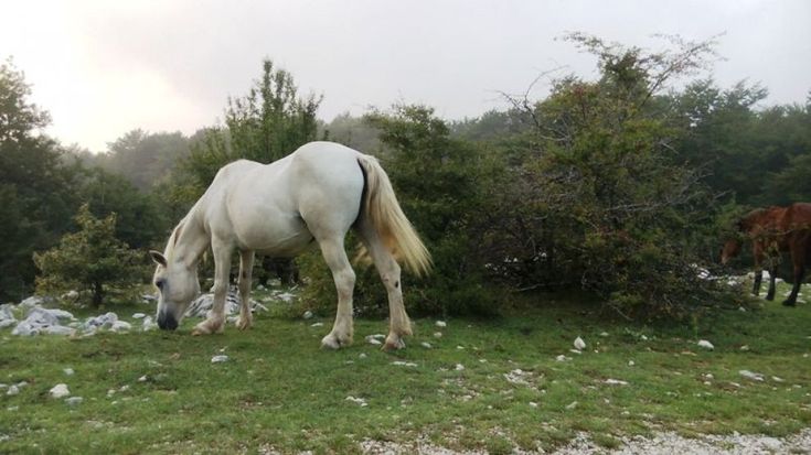 Nel Cilento troppi cavalli allo stato brado, scatta il piano per la cattura