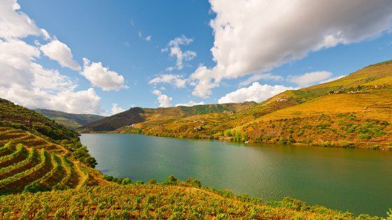 Vendemmia nella Valle del Douro