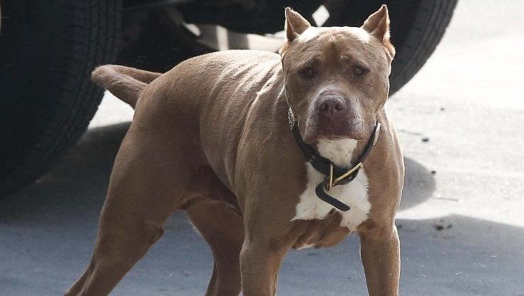 Aggressioni di cani, in dieci anni 500 persone ricoverate: "Bisogna addestrare tutti i padroni"