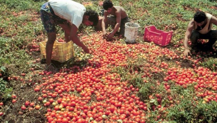 Braccianti a 4 euro all'ora nei campi del Foggiano: cinque arresti per caporalato