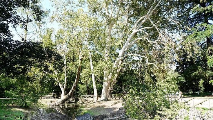 Verde pubblico a Milano, quasi completate le ripiantumazioni dopo la tempesta dello scorso luglio. Ritardi nei municipi 5 e 9