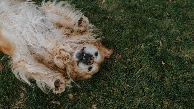 Nel 2023 abbandonati 384 animali ogni giorno in Italia e recuperati dall'Enpa