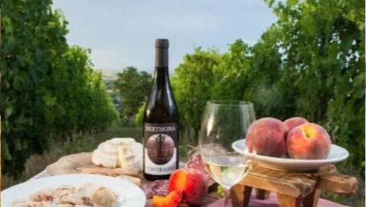 Alcol e salute, prof Gerbi: “Vino è cultura, serve educazione alimentare per bere con moderazione”