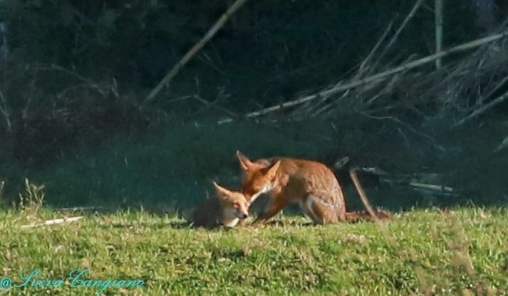 Roma, la volpe e il suo cucciolo si riposano al sole nel parco della Caffarella