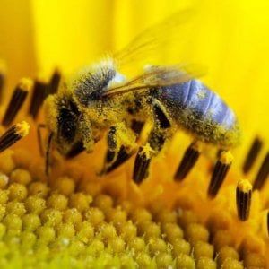 Coldiretti: il caldo sconvolge le api, miele dimezzato