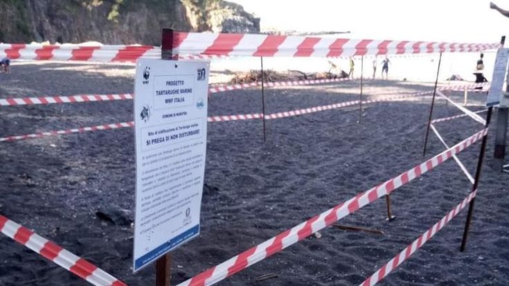 Maratea, prima nidificazione dell'anno della tartaruga Caretta Caretta