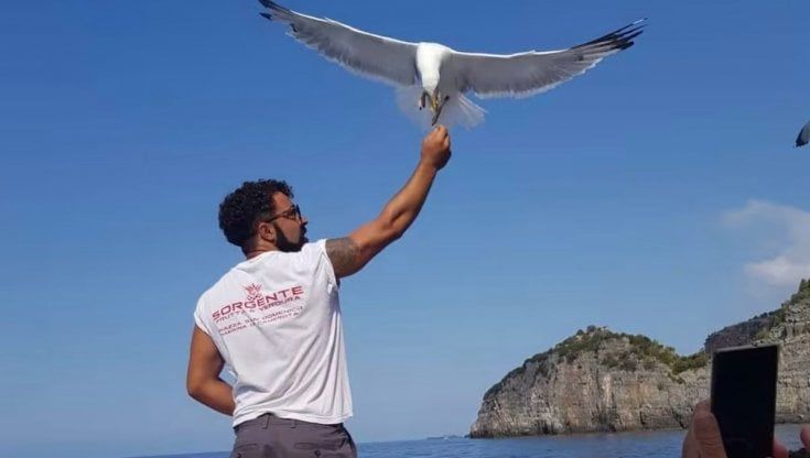 Cilento, l'uomo che sussurra al gabbiano: "Io e Rinco, un'amicizia vera"