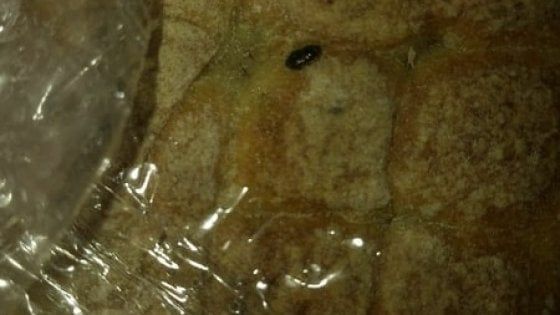 C'è un verme nel panino della mensa scolastica, l'ira delle mamme di Brindisi: al via i controlli
