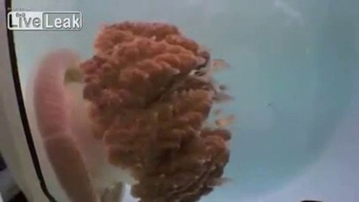Torna la medusa mostro che si credeva estinta da un secolo