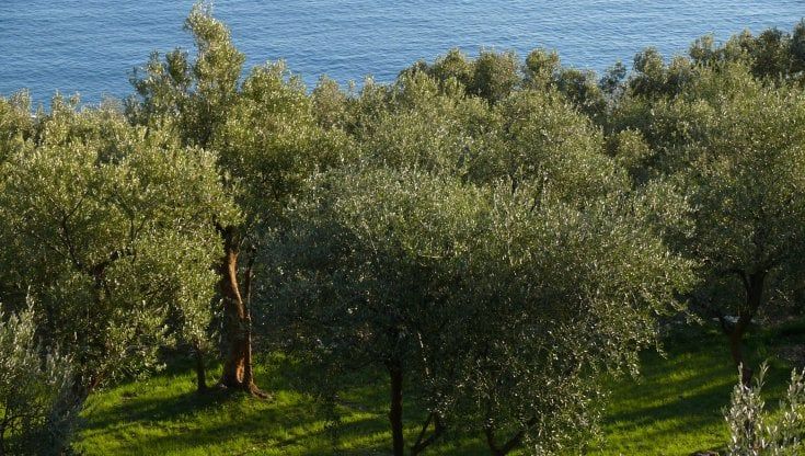 Le olive taggiasche della Liguria a prova di Dna 