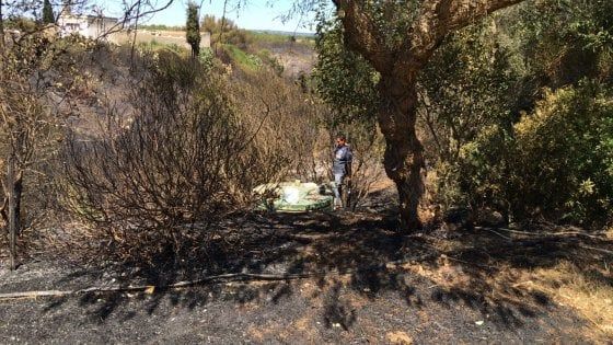 Taranto, masseria evacuata per un incendio: morti alcuni capi di bestiame