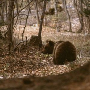 <strong>Morte orsa Daniza, bufera sulle istituzioni. Enpa: "Ministro dell'Ambiente si dimetta"<br /></strong>