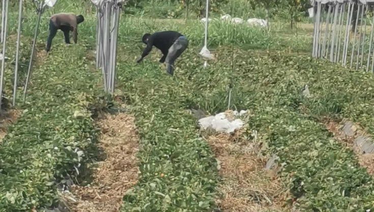 Milano, caporalato nei campi di fragole: l'azienda agricola Straberry verso il processo