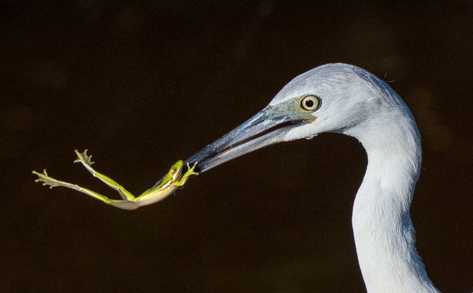 Audubon Photography Awards 2016, le pose più curiose degli uccelli