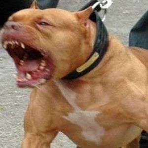 Bari, pitbull senza guinzaglio aggredisce e uccide un cagnolino in pizzeria 